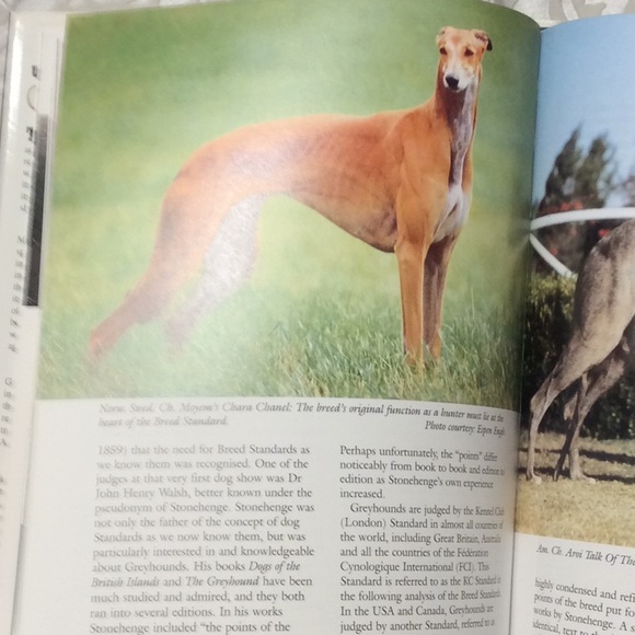 The Ultimate Greyhound Edited by Mark Sullivan. BUY 1 GET 1 FREE. - Picture 7 of 13